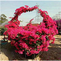 森华花卉**红花元宝造型三角梅 