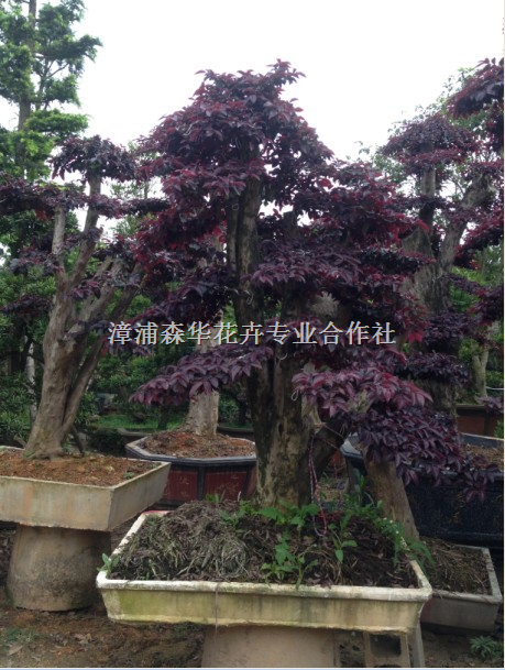 福建漳州漳浦红花继木桩景基地 