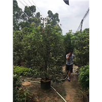 森华花卉**植苗四季桂花 