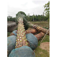 银海枣，中东海枣种植技术 