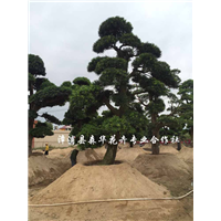 造型罗汉松桩景 盆景 造型技术 