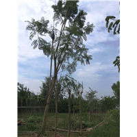 蓝花楹胸径5－20公分 地苗和袋苗 
