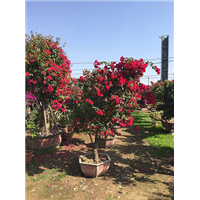 森华花卉**全冠树状红花三角梅 