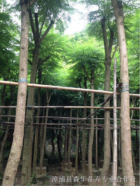 蓝花盈袋苗,树形优美. 
