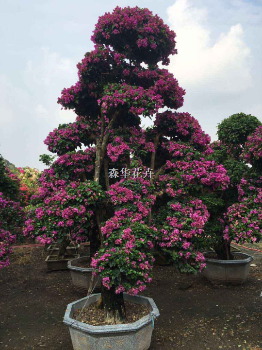 红花三角梅盆景 紫花三角梅桩景 多色三角梅 