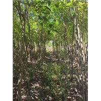 森华花卉**红皮榕3-30公分 
