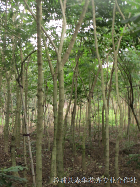 福建漳州漳浦火焰木（奥洲火焰木）基地 