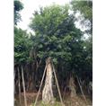 小叶榕地苗和假植苗 