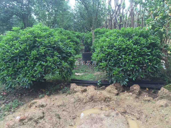 直销非洲茉莉球冠150－250公分 