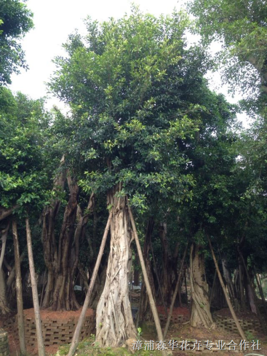 小叶榕地苗和假植苗 
