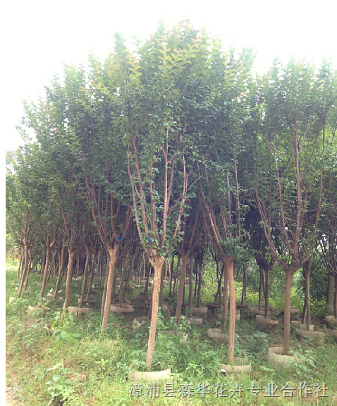 小叶紫薇,大花紫薇地苗和袋苗 