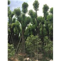 森华花卉**骨架容器苗香樟15-30公分 
