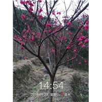 福建山樱花，中国红山樱花 