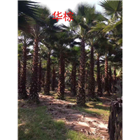 专业种植状杆华棕（老人葵）华盛顿棕 