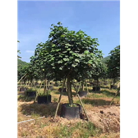 森华花卉**红花全冠黄瑾 