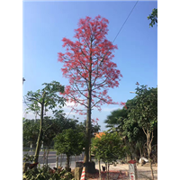 森华花卉**澳洲火焰木 