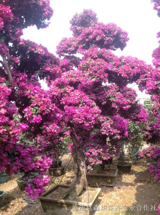 红花三角梅紫花三角梅，三角梅盆景 