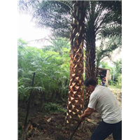 精品壮杆地产专用 中东海枣 银海枣 