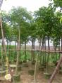 福建漳州漳浦重阳木（秋枫）基地 