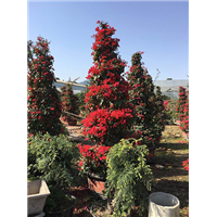 森华花卉**圣诞树状红花三角梅 