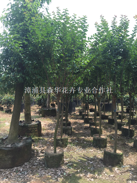 场地直销小叶紫薇袋苗地径3－6公分 