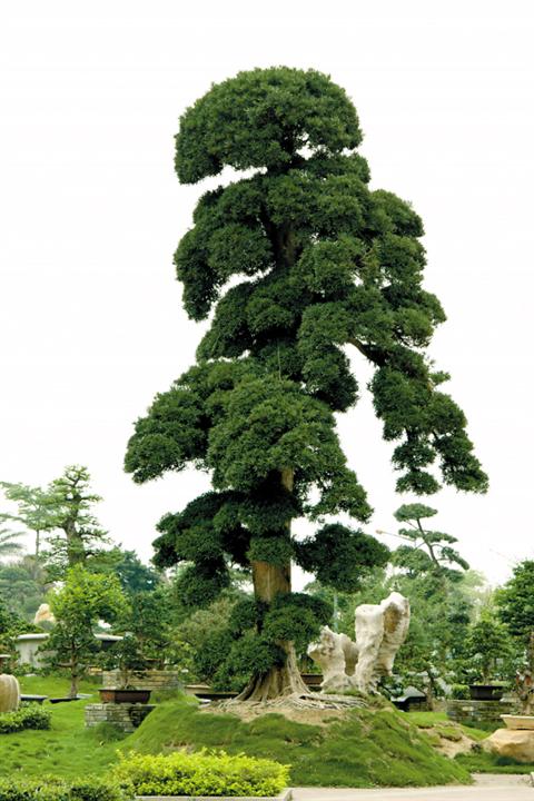 罗汉松 
