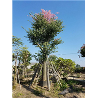 森华花卉**大腹木棉美丽异木棉红花木棉 