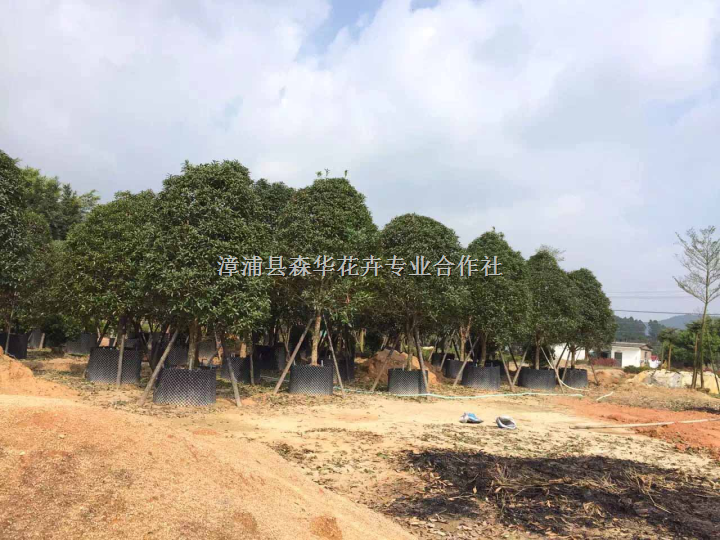 福建精品壮元红丹桂袋苗 