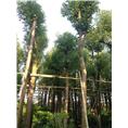 假植香樟，全冠香樟 