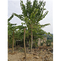 森华花卉**全冠容器苗洋紫荆
