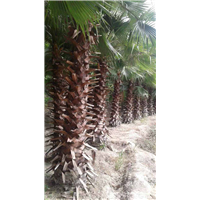 福建移植华棕**价格与图片 老人葵如何防病虫害 