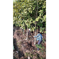 森华花卉**花叶富贵榕树 8-15公分 