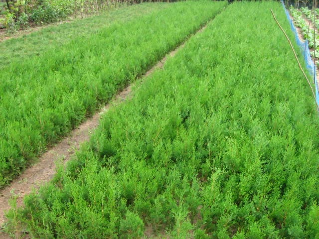 山东侧柏批发