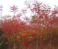 山东侧柏批发-火炬1