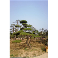 黑松 