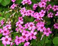 河南红花草批发-红花草供应基地、原产地 