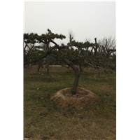 黑松造型 