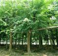 河南三角枫-河南三角枫批发-三角枫**价格、价格行情