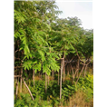 河南火炬树￥#鄢陵火炬树基地