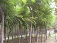 河南合欢树-合欢树原产地-合欢树批发基地 