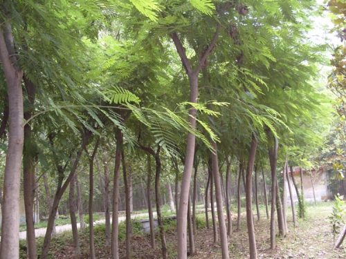 河南合欢树-合欢树原产地-合欢树批发基地 