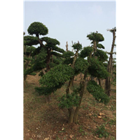 对接白蜡造型 