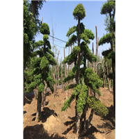 对接白蜡造型 