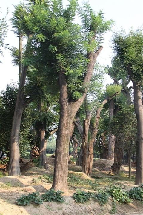 河南垂槐批发-垂槐苗木基地、垂槐原产地、河南垂槐销售 