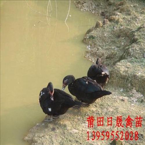 福建番鸭苗，福建黑番鸭苗，莆田黑番鸭苗