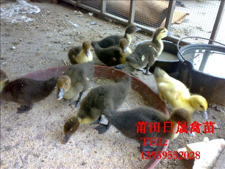 福建黑番鸭苗%%福建黑番鸭苗批发 