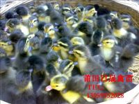 泉州番鸭苗%泉州半番鸭苗%泉州鸭苗 