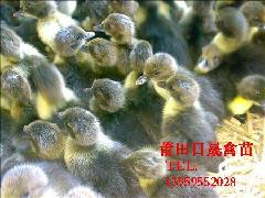 鸭苗%福建鸭苗%泉州鸭苗 %福建黑番鸭苗 