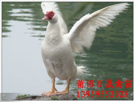 厦门番鸭苗◎厦门鸭苗◎厦门花番鸭苗◎批发番鸭苗 