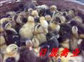 泉州水鸭苗%厦门蛋鸭苗%漳州蛋鸭苗 